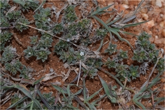 Heliotropium scabrum